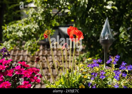 Hummel in der roten Mohnblume auf dem Balkon Stockfoto