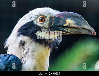 Der Visayan-Nashornvogel, der auf den Visayan-Inseln auf den Philippinen beheimatet ist, hat ein markantes schwarz-weißes Gefieder. Dieses Foto zeigt seine einzigartige P Stockfoto