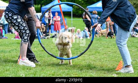 Brighton UK 1. Juni 2024 - Hunde und ihre Besitzer nehmen am ersten Sommertag in Queens Park in Brighton an der Hundeshow Bark in the Park Teil: Credit Simon Dack / Alamy Live News Stockfoto