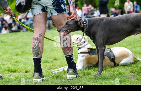 Brighton UK 1. Juni 2024 - Hunde und ihre Besitzer nehmen am ersten Sommertag in Queens Park in Brighton an der Hundeshow Bark in the Park Teil: Credit Simon Dack / Alamy Live News Stockfoto