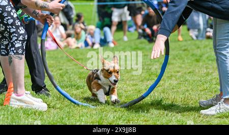 Brighton UK 1. Juni 2024 - Hunde und ihre Besitzer nehmen am ersten Sommertag in Queens Park in Brighton an der Hundeshow Bark in the Park Teil: Credit Simon Dack / Alamy Live News Stockfoto