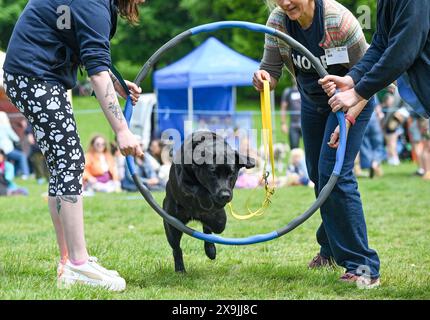 Brighton UK 1. Juni 2024 - Hunde und ihre Besitzer nehmen am ersten Sommertag in Queens Park in Brighton an der Hundeshow Bark in the Park Teil: Credit Simon Dack / Alamy Live News Stockfoto