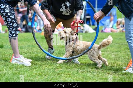 Brighton UK 1. Juni 2024 - Hunde und ihre Besitzer nehmen am ersten Sommertag in Queens Park in Brighton an der Hundeshow Bark in the Park Teil: Credit Simon Dack / Alamy Live News Stockfoto