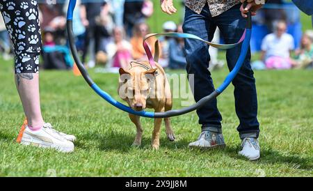 Brighton UK 1. Juni 2024 - Hunde und ihre Besitzer nehmen am ersten Sommertag in Queens Park in Brighton an der Hundeshow Bark in the Park Teil: Credit Simon Dack / Alamy Live News Stockfoto