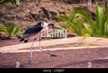 Großer Adjutant aus der Familie der Maraboustorche, auch bekannt als ciconiidae Vogel, der in seinem natürlichen Lebensraum Leptoptilos crumenifer spaziert Stockfoto