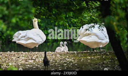 Brighton UK 1. Juni 2024 - Young Mute Swan Cygnets ( Cygnus olor ) Genießen Sie einen Ausflug auf dem Queens Park Pond in Brighton am ersten Sommertag : Credit Simon Dack / Alamy Live News Stockfoto