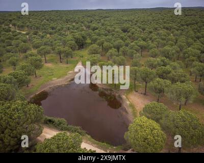 Stausee und Kiefernwald von San Walabonso, Niebla, Huelva, Andalusien, Spanien. Stockfoto