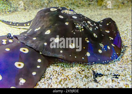 Bluespotted Stingrochen Taeniura Lymma im Korallenriff des Roten Meeres. Runder Stachelrochen. Urotrygon chilensis. Stachelrochen ist bereit für den Start Dasyatis Stockfoto