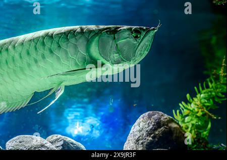Silberne arowana auf schwarzem Hintergrund. Osteoglossum bicirrhosum. Südamerikanische Süßwasserknochenknochse der Familie Osteoglossidae. Silberarowanas sind so Stockfoto