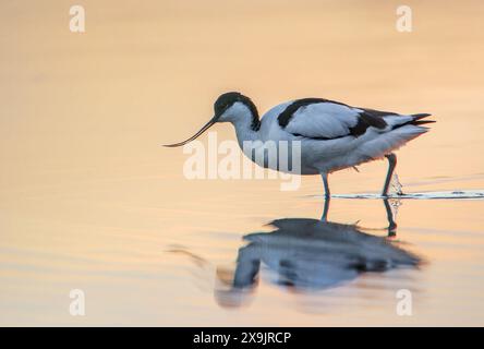 Rattenvogel (Recurvirostra avosetta) auf der Suche nach Wasser bei Sonnenaufgang, Niederlande Stockfoto