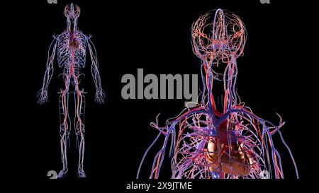 Menschliches arterielles und venöses Kreislaufsystem Anatomie, medizinisch genaue Darstellung des Herzens mit Vänen und Arterien, Blutgefäße Schema, Gefäße, Stockfoto