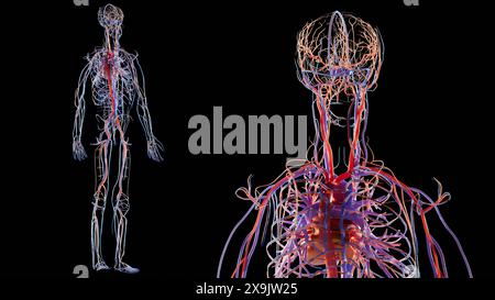 Menschliches arterielles und venöses Kreislaufsystem Anatomie, medizinisch genaue Darstellung des Herzens mit Vänen und Arterien, Blutgefäße Schema, Gefäße, Stockfoto