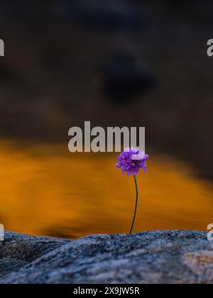 Eine einzelne violette Blume blüht von einem Felsen in der Nähe eines Baches mit goldener Reflexion. Die Blume hebt sich vor dem dunkleren Hintergrund hervor und bildet einen Stri Stockfoto