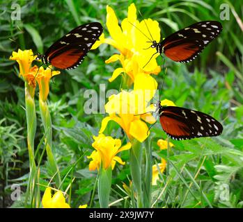 Heliconius hecate Schmetterlinge bestäuben gelbe Flaggenblüten lateinischer Name Iris pseudacorus Stockfoto