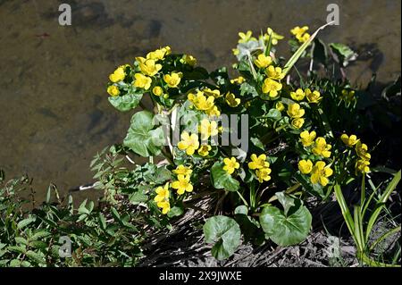 Blühende Sumpfmarigold am Bach im Frühjahr Stockfoto