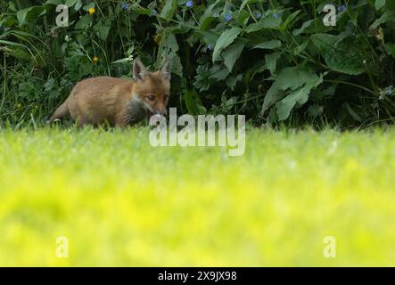 Ein wildes Jungfuchs (Vulpes vulpes), Warwickshire Stockfoto