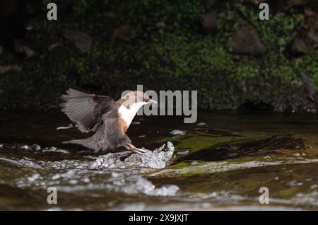 Erwachsene Dipper (Cinclus cinclus) mit Schnabel voller Nahrung für ihre Küken, Schottland Stockfoto