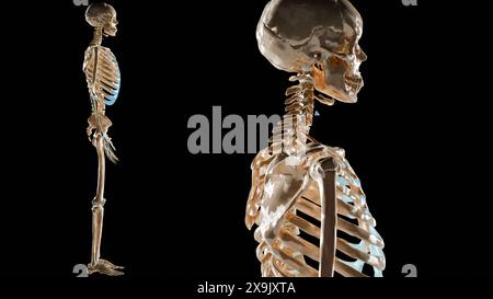 Menschliches männliches Skelett rotierend auf schwarzem Hintergrund, Skelettsystem, medizinisch genau, Knochenstruktur Schädel, Wirbelsäule, Rippenkäfig, Becken, Gelenke, voller Körper Stockfoto