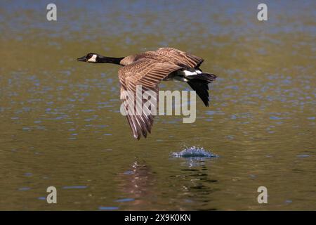 Kanadische Gänse (Branta canadensis) im Flug tief ins Wasser mit Flügelspritzer - Blue Lake - Lassen County CA. Stockfoto