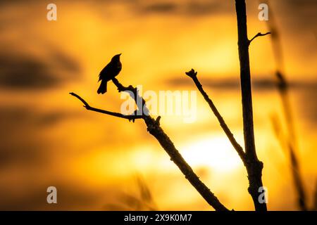 Silhouette einer Rotflügelbarsche (Agelaius phoeniceus) in einem orangefarbenen Himmel mit Kopierraum, horizontal Stockfoto