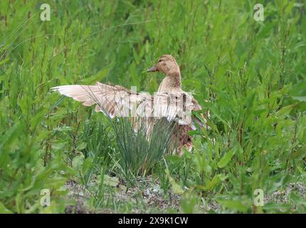 Purfleet, Essex, Großbritannien. Juni 2024. Im RSPB Rainham Marshes Nature Reserve, Purfleet, Essex - 01. Juni 2024. Quelle: Action Foto Sport/Alamy Live News Stockfoto