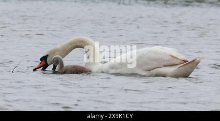 Purfleet, Essex, Großbritannien. Juni 2024. Im RSPB Rainham Marshes Nature Reserve, Purfleet, Essex - 01. Juni 2024. Quelle: Action Foto Sport/Alamy Live News Stockfoto