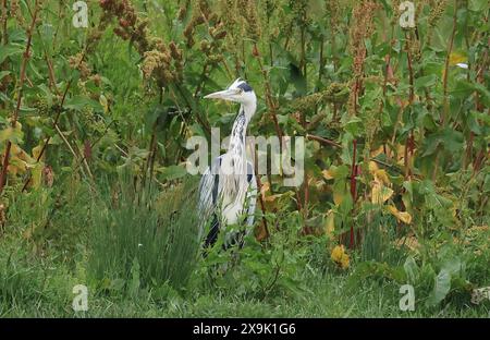 Purfleet, Essex, Großbritannien. Juni 2024. Grey Heron im RSPB Rainham Marshes Nature Reserve, Purfleet, Essex - 01. Juni 2024. Quelle: Action Foto Sport/Alamy Live News Stockfoto