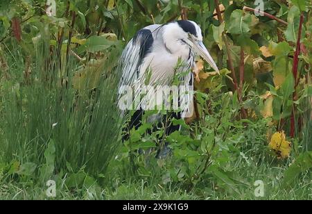 Purfleet, Essex, Großbritannien. Juni 2024. Grey Heron im RSPB Rainham Marshes Nature Reserve, Purfleet, Essex - 01. Juni 2024. Quelle: Action Foto Sport/Alamy Live News Stockfoto