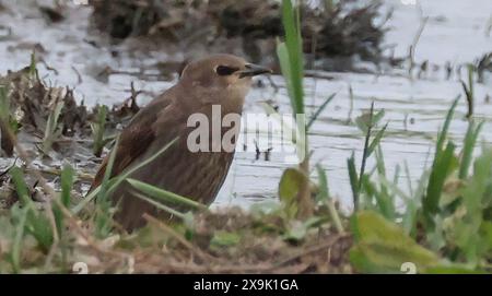 Purfleet, Essex, Großbritannien. Juni 2024. Juvenile Sterling im RSPB Rainham Marshes Nature Reserve, Purfleet, Essex - 01. Juni 2024. Quelle: Action Foto Sport/Alamy Live News Stockfoto