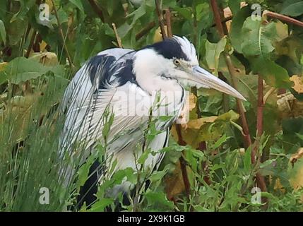 Purfleet, Essex, Großbritannien. Juni 2024. Grey Heron im RSPB Rainham Marshes Nature Reserve, Purfleet, Essex - 01. Juni 2024. Quelle: Action Foto Sport/Alamy Live News Stockfoto