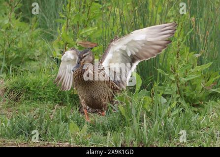 Purfleet, Essex, Großbritannien. Juni 2024. Weibliche Mallard im RSPB Rainham Marshes Nature Reserve, Purfleet, Essex - 01. Juni 2024. Quelle: Action Foto Sport/Alamy Live News Stockfoto