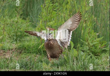 Purfleet, Essex, Großbritannien. Juni 2024. Weibliche Mallard im RSPB Rainham Marshes Nature Reserve, Purfleet, Essex - 01. Juni 2024. Quelle: Action Foto Sport/Alamy Live News Stockfoto