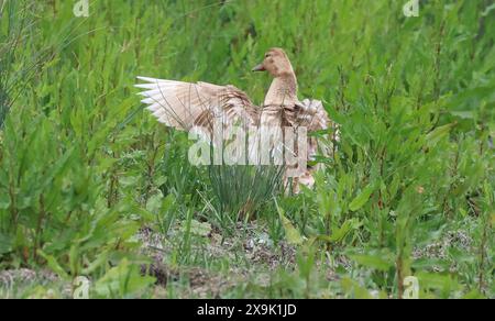 Purfleet, Essex, Großbritannien. Juni 2024. Weibliche Mallard im RSPB Rainham Marshes Nature Reserve, Purfleet, Essex - 01. Juni 2024. Quelle: Action Foto Sport/Alamy Live News Stockfoto