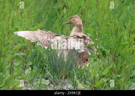 Purfleet, Essex, Großbritannien. Juni 2024. Weibliche Mallard im RSPB Rainham Marshes Nature Reserve, Purfleet, Essex - 01. Juni 2024. Quelle: Action Foto Sport/Alamy Live News Stockfoto