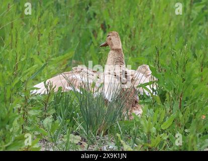 Purfleet, Essex, Großbritannien. Juni 2024. Weibliche Mallard im RSPB Rainham Marshes Nature Reserve, Purfleet, Essex - 01. Juni 2024. Quelle: Action Foto Sport/Alamy Live News Stockfoto