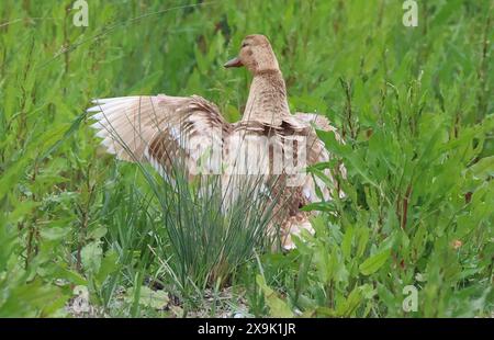 Purfleet, Essex, Großbritannien. Juni 2024. Weibliche Mallard im RSPB Rainham Marshes Nature Reserve, Purfleet, Essex - 01. Juni 2024. Quelle: Action Foto Sport/Alamy Live News Stockfoto