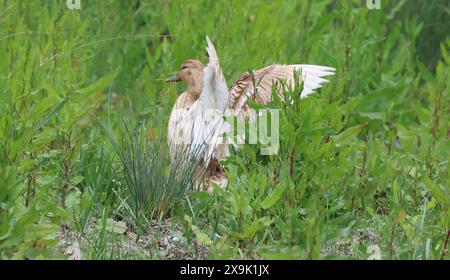 Purfleet, Essex, Großbritannien. Juni 2024. Weibliche Mallard im RSPB Rainham Marshes Nature Reserve, Purfleet, Essex - 01. Juni 2024. Quelle: Action Foto Sport/Alamy Live News Stockfoto