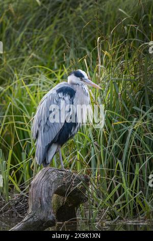 Graureiher sitzt jeden Morgen auf seinem Lieblingsholz Stockfoto