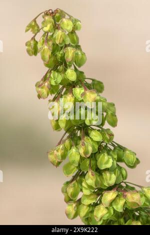 Curled Dock, Rumex crispus, Pflanzen wachsen an der Schindelküste in Norfolk. Juni Stockfoto