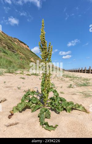 Curled Dock, Rumex crispus, Pflanzen wachsen an der Schindelküste. Norfolk. Juni Stockfoto