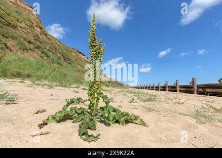 Curled Dock, Rumex crispus, Pflanzen wachsen an der Schindelküste in Norfolk. Juni Stockfoto