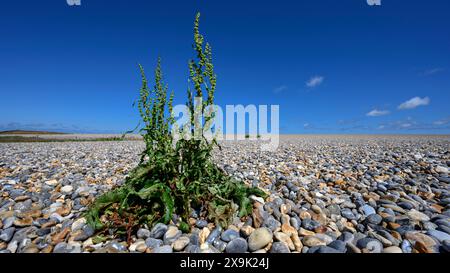 Curled Dock, Rumex crispus, Pflanzen wachsen an der Schindelküste. Norfolk. Juni Stockfoto