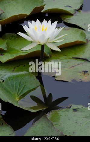 Amerikanische Weißwasserlilie, Nymphaea odorata Stockfoto