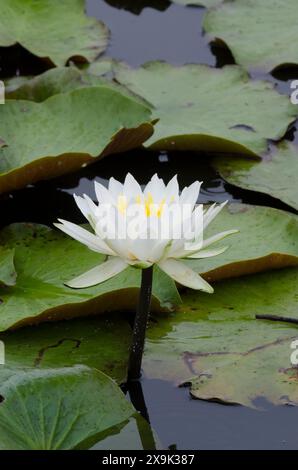 Amerikanische Weißwasserlilie, Nymphaea odorata Stockfoto