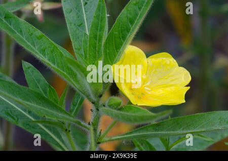 Großblume Primrose-Weide, Ludwigia grandiflora Stockfoto