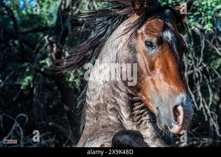 Auf Meinen Hinterbeinen Stockfoto