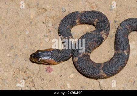 Wasserschlange, Nerodia fasciata confluens Stockfoto