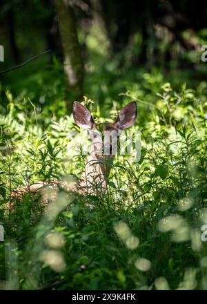 Ein junger Hirsch, der sich im Waldunterholz versteckt, erscheint im sanften Licht fast ätherisch. Stockfoto