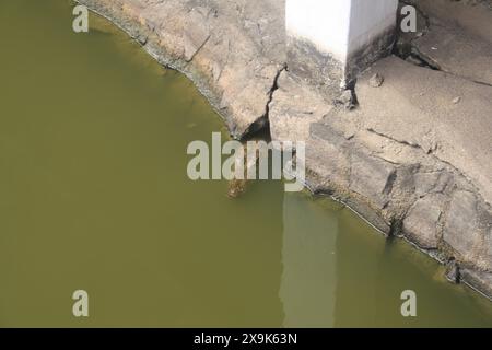 Ein Krokodil, das teilweise in trübes Wasser getaucht ist und sich nahtlos in seine Umgebung einfügt. Die Szene spielt in der Nähe einer Betonkonstruktion, die die zeigt Stockfoto