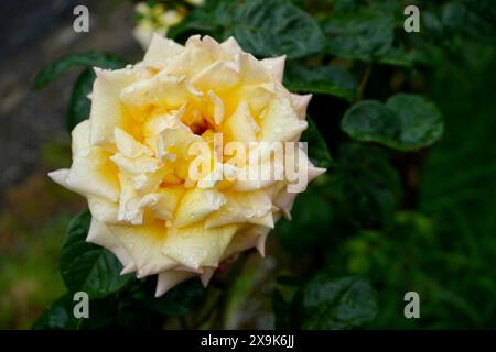 Wunderschöne blassgelbe Rose bedeckt mit Regentropfen mit Grün dahinter. Stockfoto